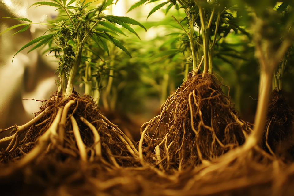 Six Tips to Understand the Cannabis Root Zone