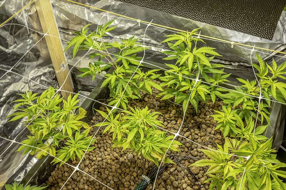 Top 10 Tips For Growing The Biggest Plants In Veg