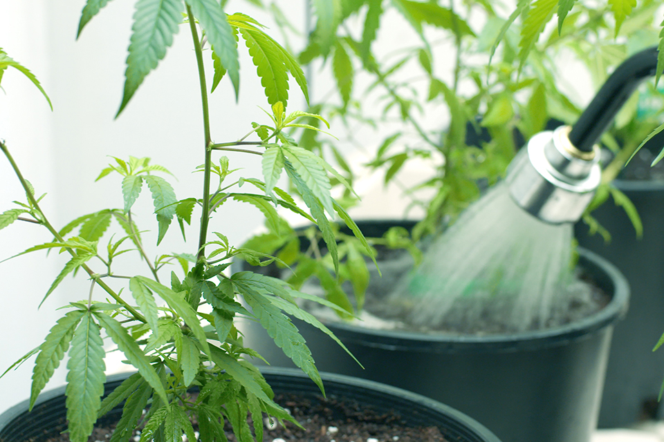 Everything You Need To Know About Flushing Cannabis