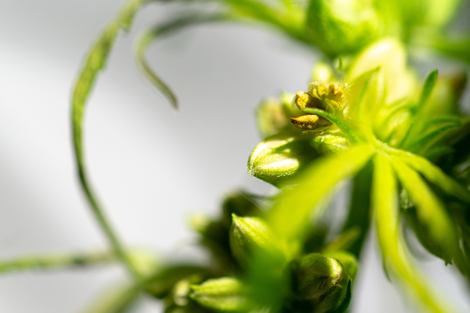 What to Know About Buds With Seeds in Them