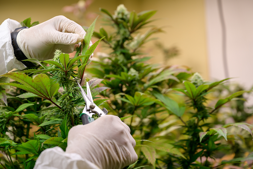 A Guide to Cannabis Defoliation