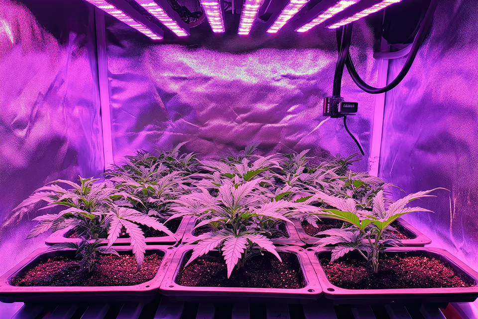 How Light Wavelengths Affect Cannabinoid Production