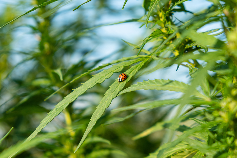 The Best Bugs or Insects for a Cannabis Grow