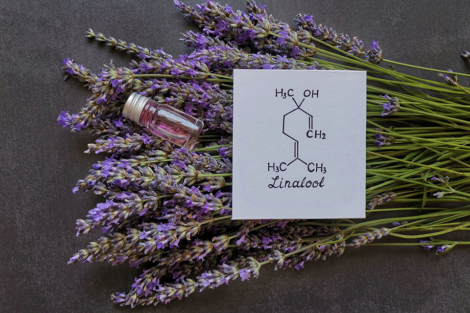 Cannabis Terpenes - What Is Linalool