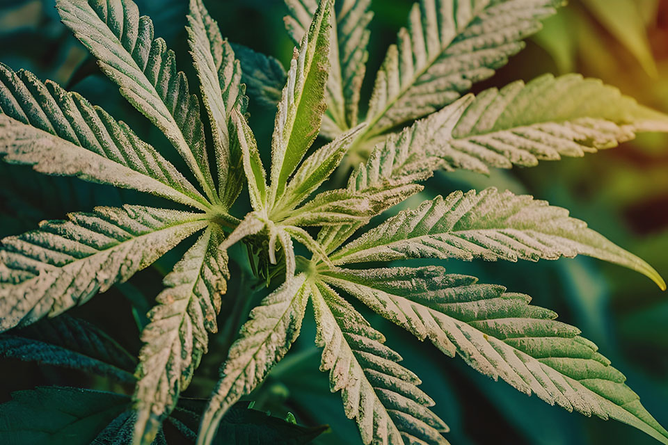 Why Is My Cannabis Turning White?