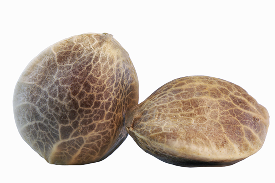 How to Make Feminized Seeds - Five Easy Yet Effective Methods