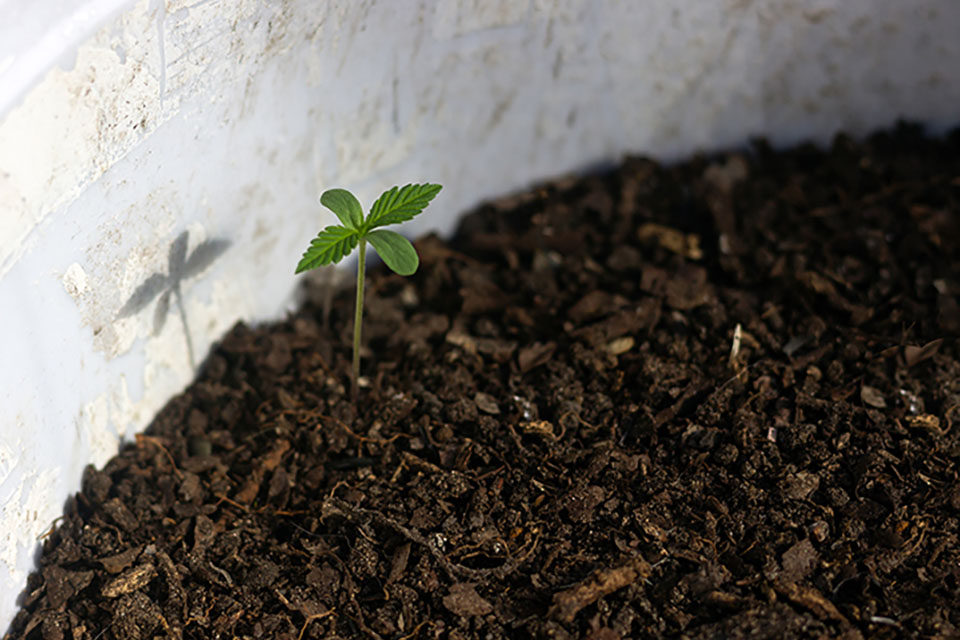 Best Fertilizer and Compost For Growing Outdoors