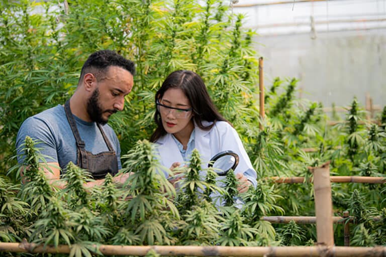 Complete Ventilation Guide For Your Cannabis Grow Room - Kind Seed Co