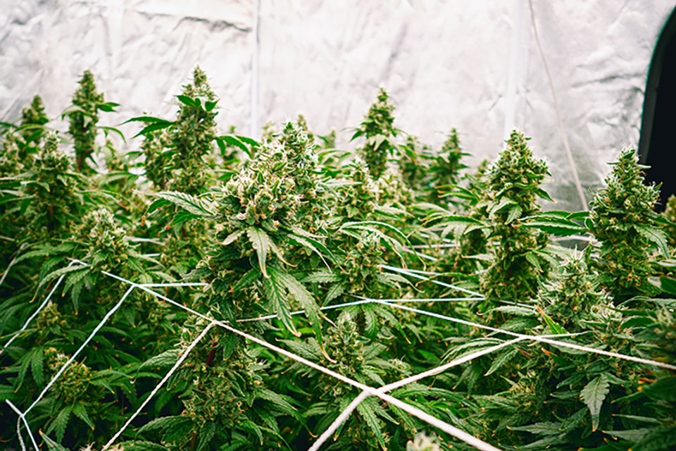 Cannabis Grow Tent Set Up – A Complete Guide