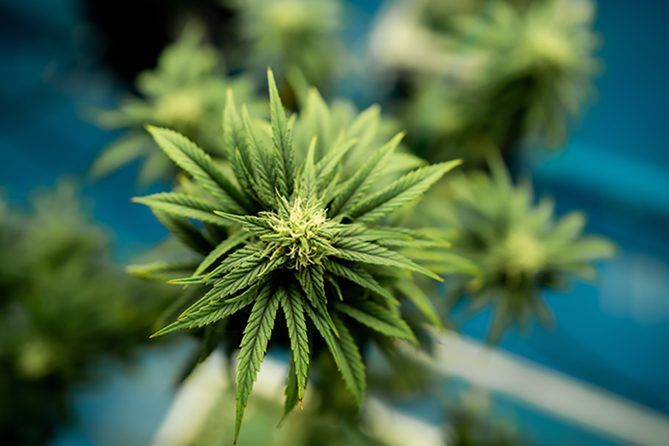 Cannabis Ruderalis