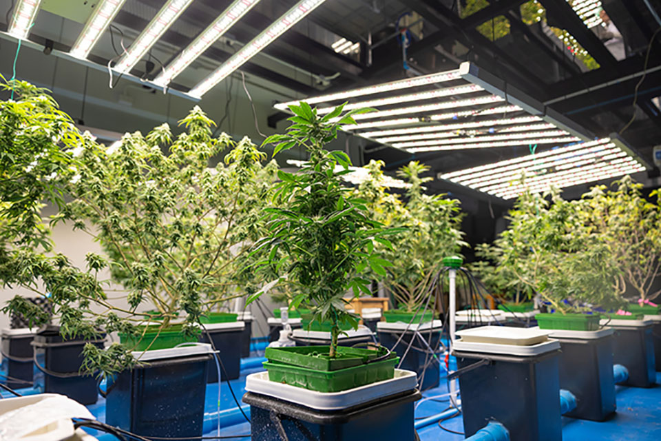 Caring For Your Hydroponic System