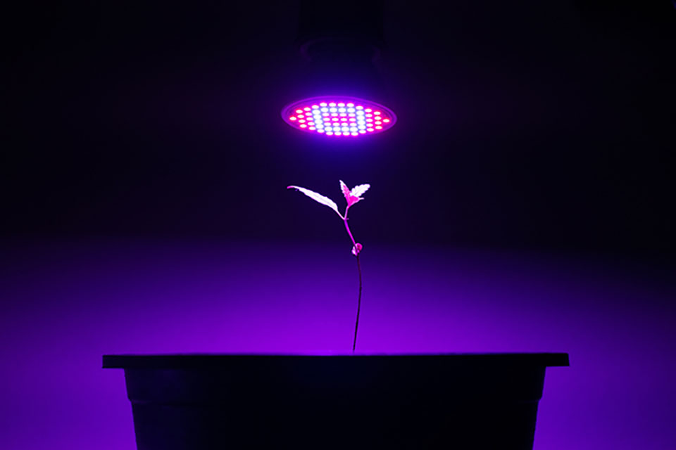 Choose The Right LED Lights For Your Cannabis Grow