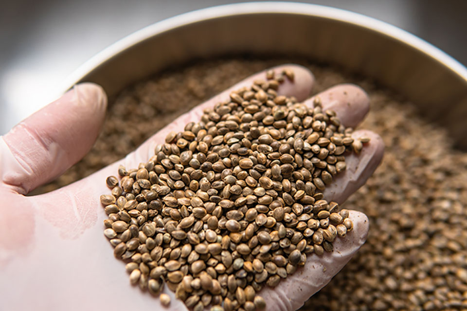 Choosing the Best Canabis Seeds