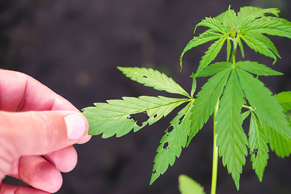 Common Cannabis Plant Problems