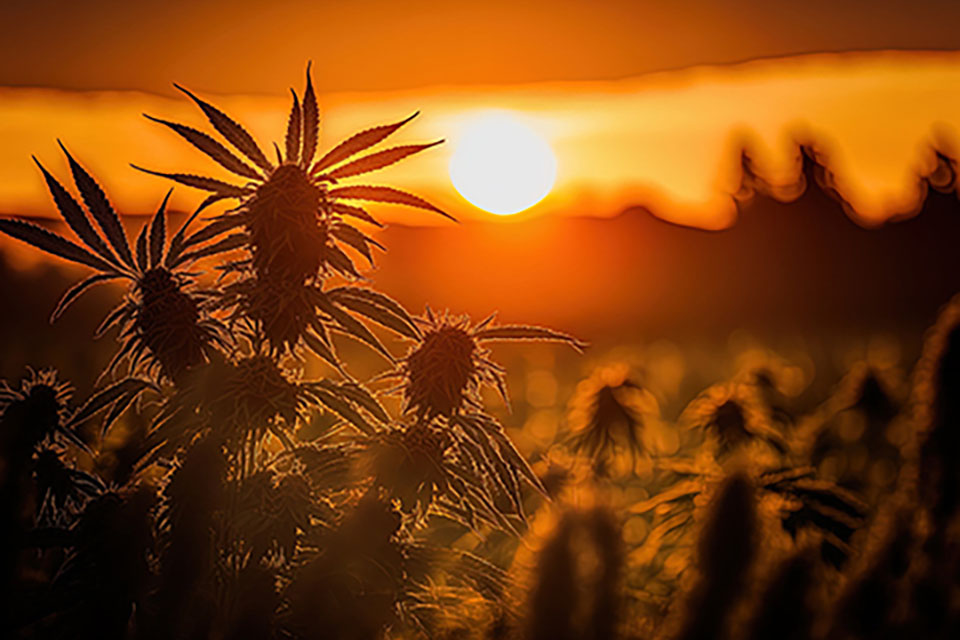 Companion Plants When Growing Marijuana