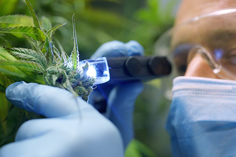 Grow Guide For Autoflowering Cannabis Plants