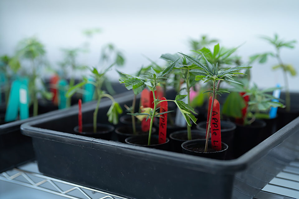 Grow Marijuana Safely