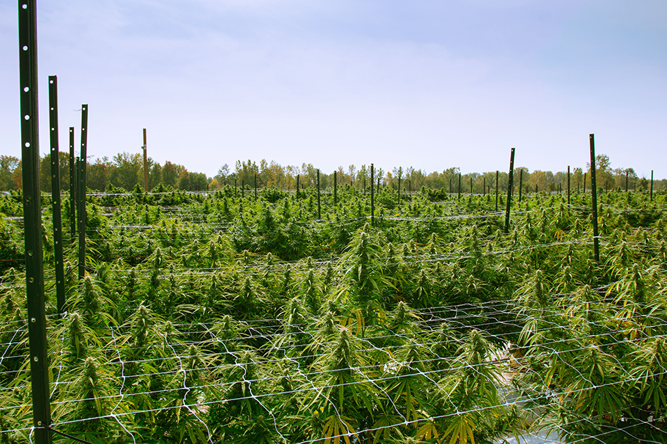 Growing Marijuana Outdoors Versus Indoors