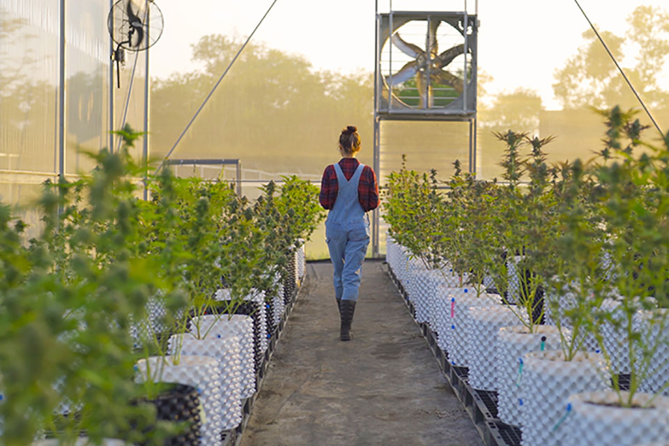 Growing Cannabis 101 - What To Know Before Growing Marijuana