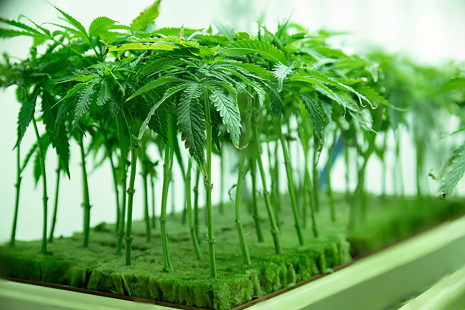 Growing Marijuana Flowers From Clones