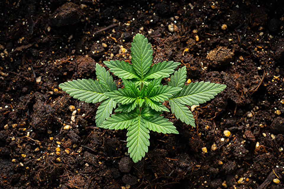 Growing Marijuana Indoors With Soil