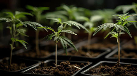 Grow Guide