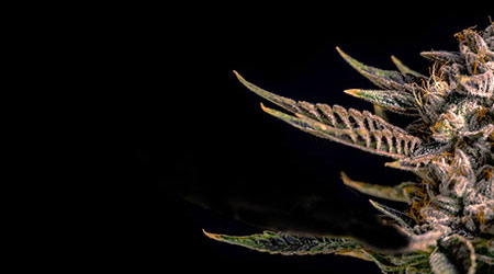 Shop Seeds