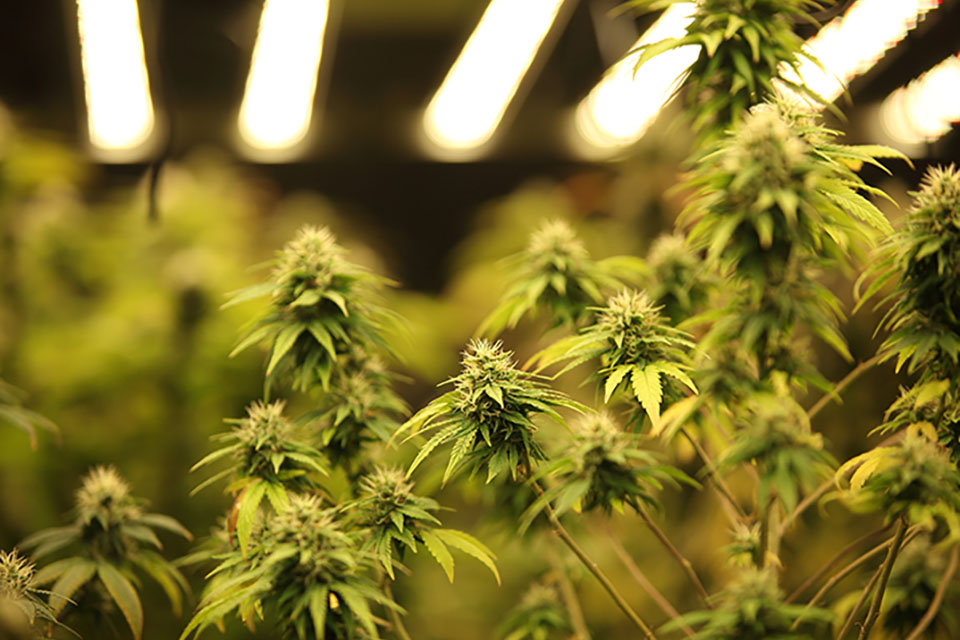 How To Boost Cannabis Yields Indoors
