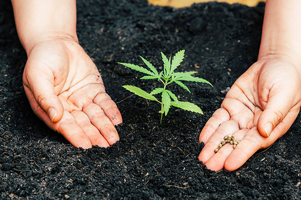 How to Avoid Common New Grower Mistakes