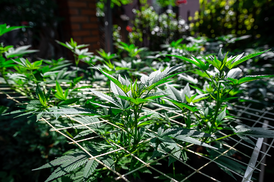 Learn How To ScrOG