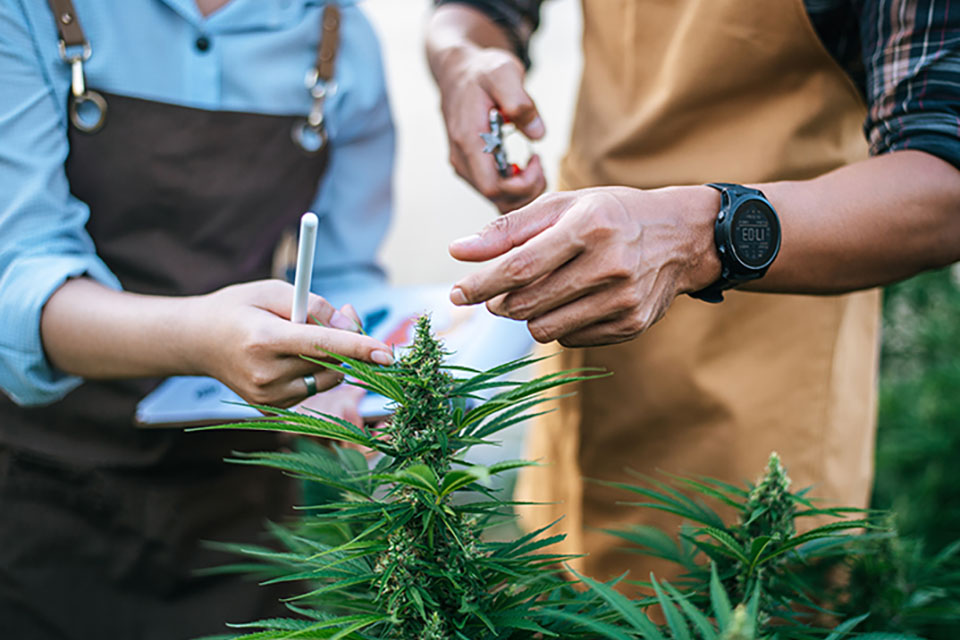 Low Stress Training for Cannabis