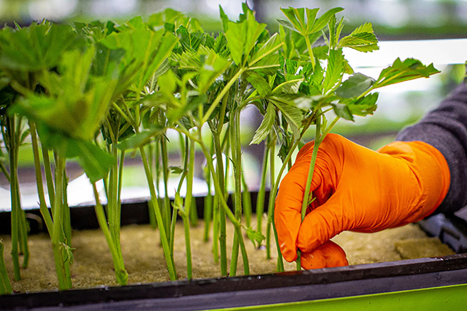 Make Cannabis Clones