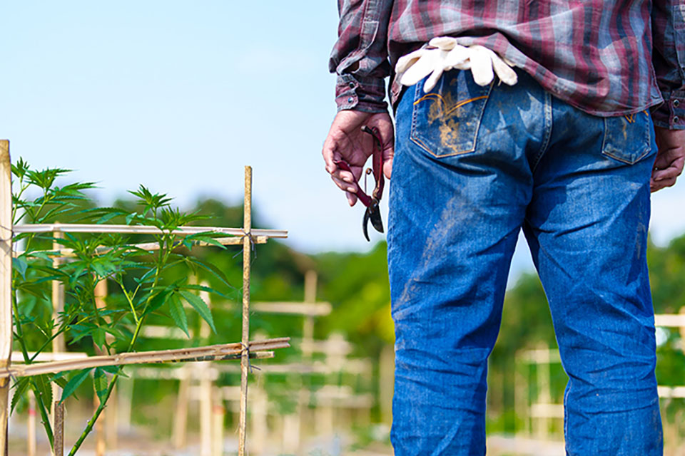 Monster Cropping Marijuana