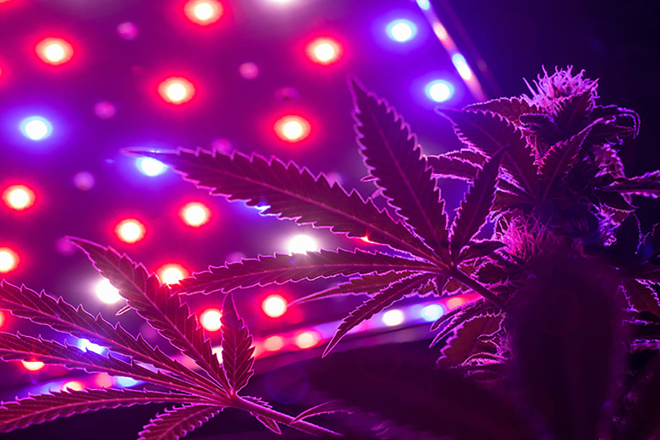 Optimal Lighting For Growing Indoors