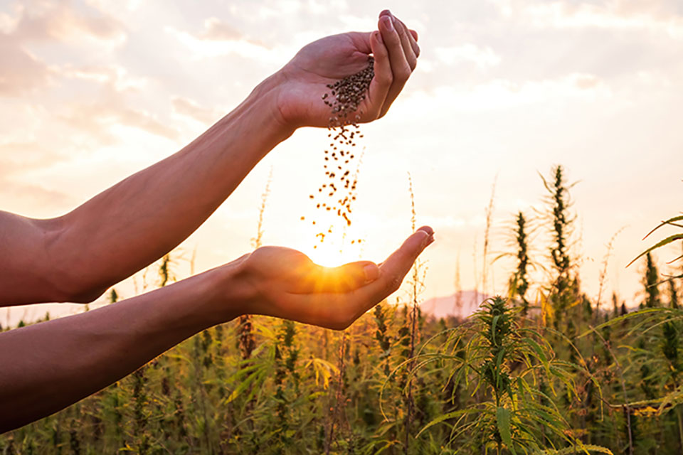 Picking The Right Seeds For Your Climate