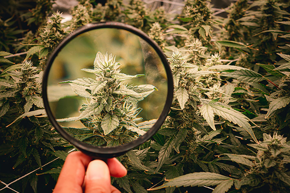 Problems That Cause Stress in Cannabis Plants