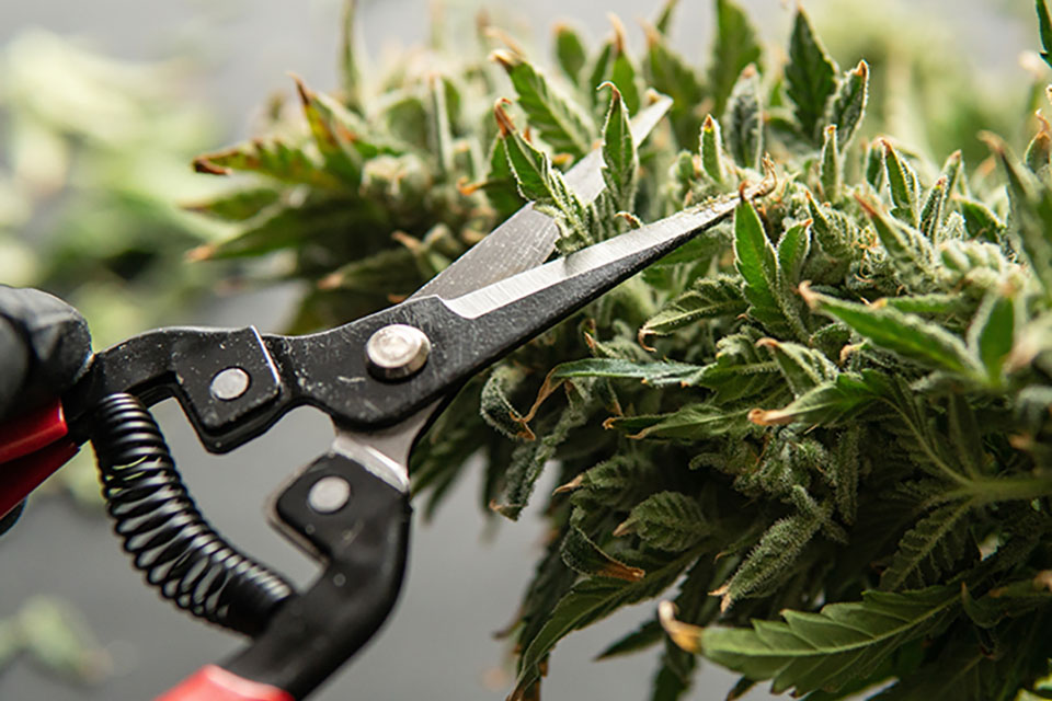 Super Cropping Cannabis