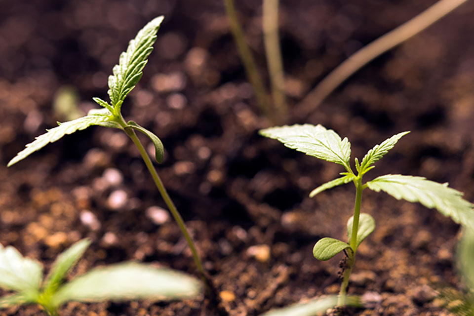 The Best Soil For Growing Marijuana Outdoors
