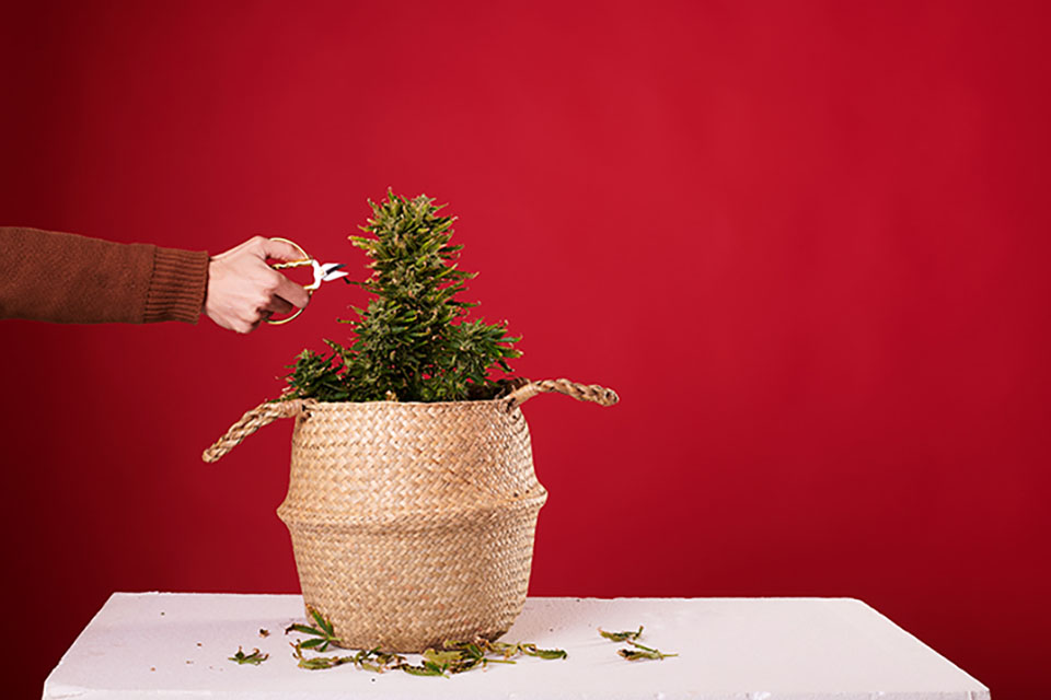 The Effects of Environmental Stresses on Weed Plants