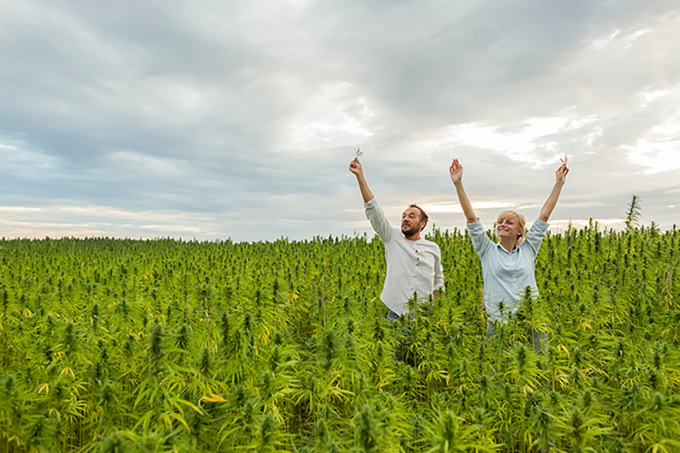 Top 10 Highest Yielding Outdoor Autoflower Strains