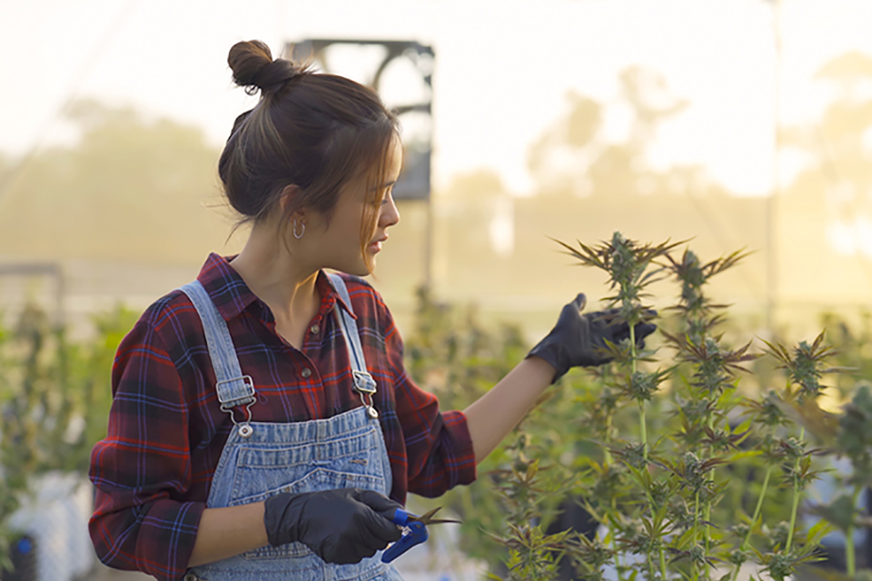 Training Techniques For Marijuana Plants
