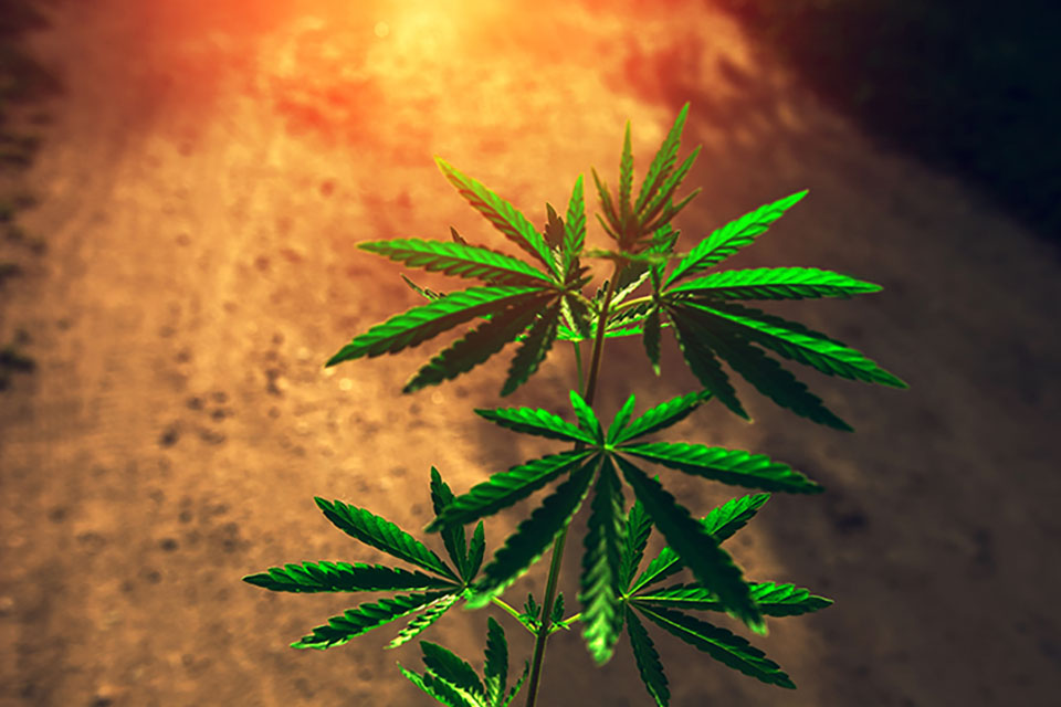 Understanding Sunlight With Your Cannabis Plants