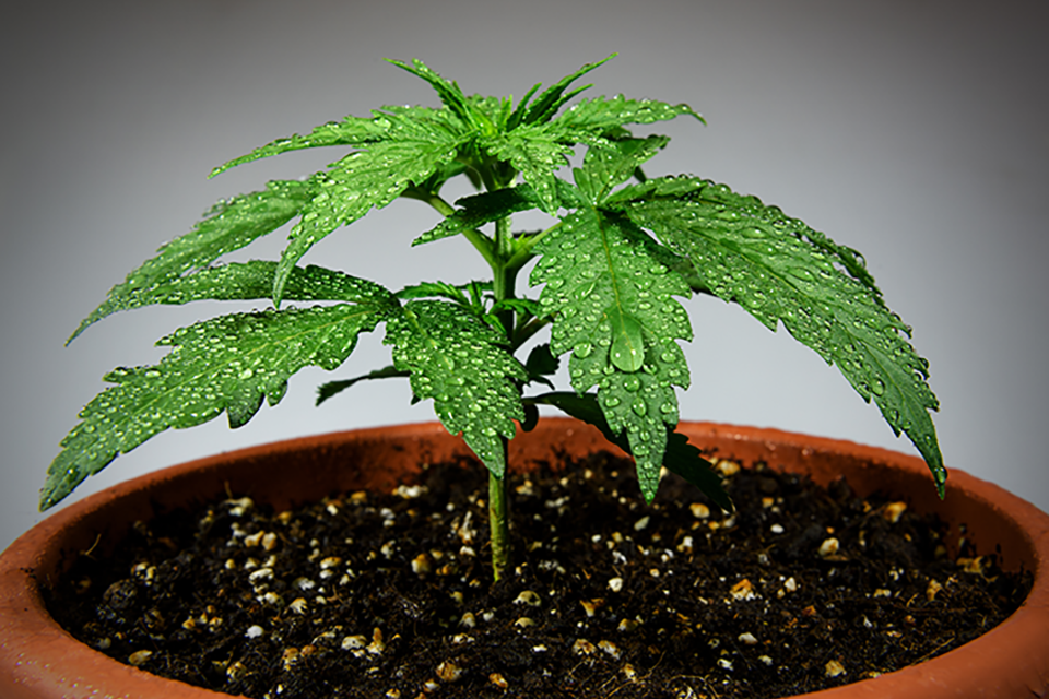 Watering Marijuana Plants – A Toker’s Guide