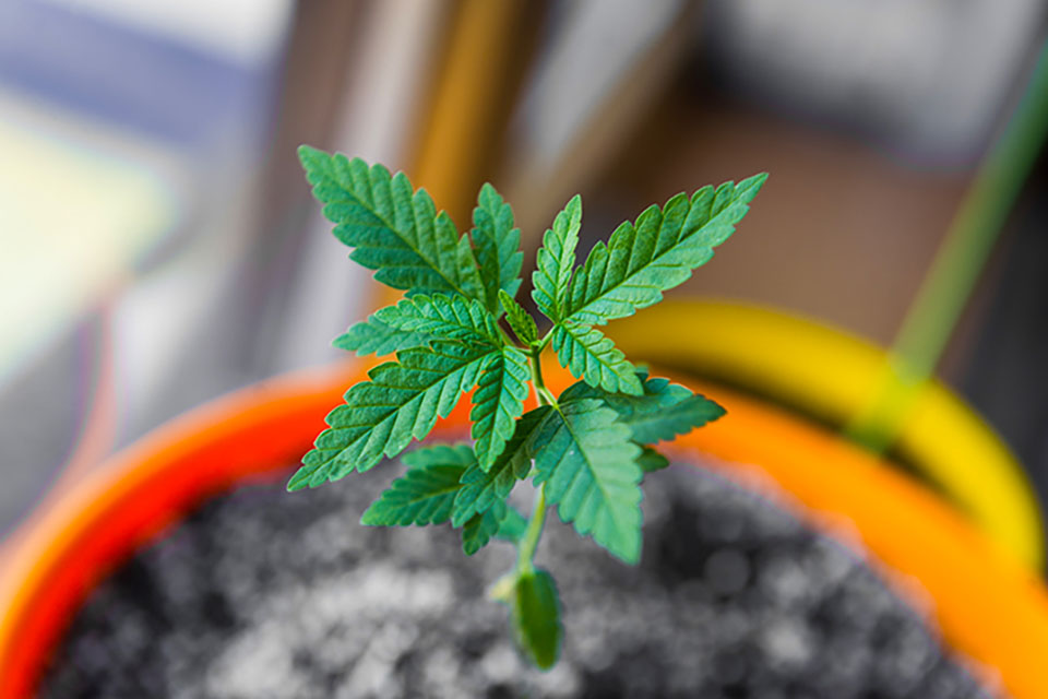 What Do Cannabis Plants Need