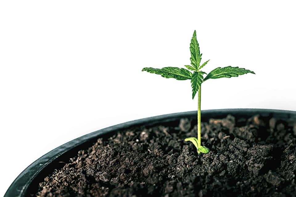 What Is A Marijuana Plant