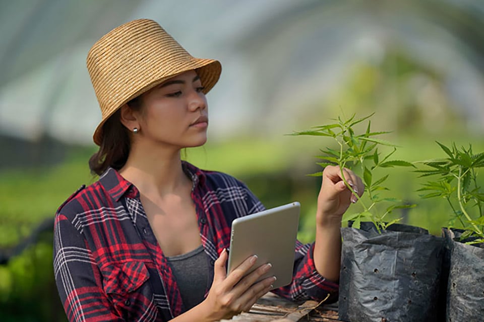 8 Most Common Diseases for Weed Seedlings