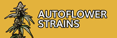 Autoflower Strains
