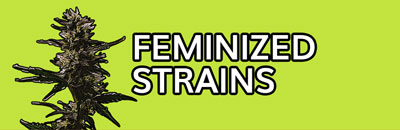 Feminized Strains