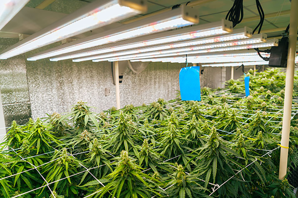 How to Build a Grow Room in a Detached Garage or Shed