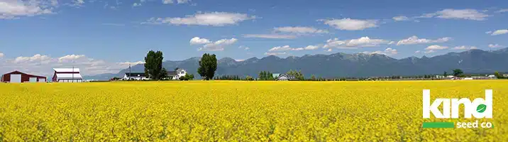 Marijuana Seeds For Sale In Montana
